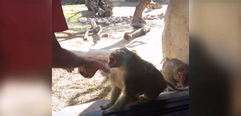 Baboon Freaks Out Over A Magic Trick Video Thrillist