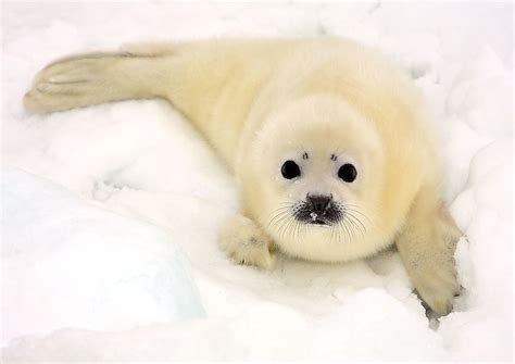 Harp Seal Facts Animals Of The Arctic Worldatlas
