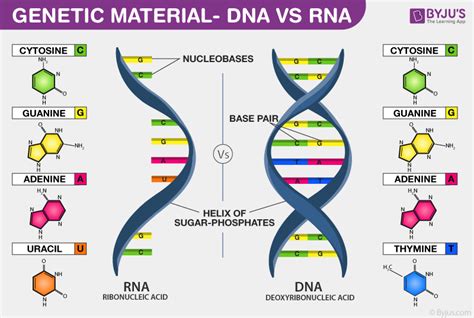 The Genetic Information Present In Dna Is Described By