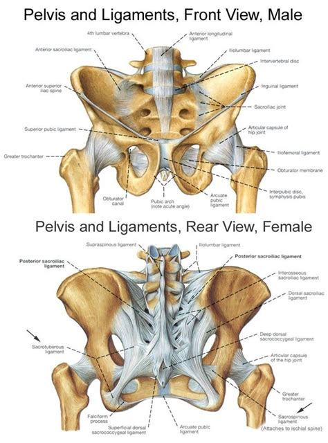 Anatomy Of Pelvic Bone Human Anatomy