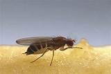 Does Termite Treatment Kill Other Bugs Photos