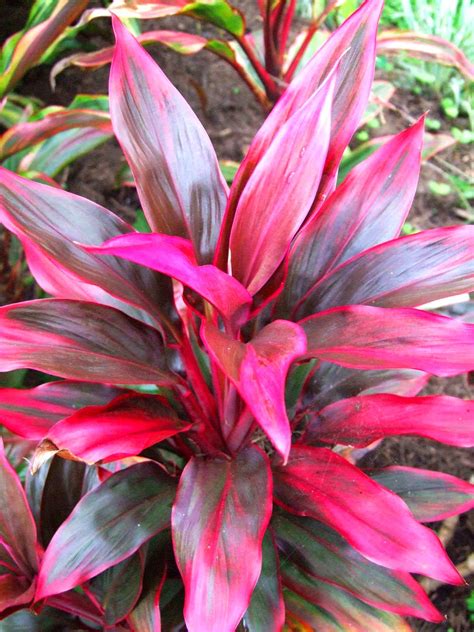 We did not find results for: El Arish Tropical Exotics: Lush Tropical Plants for ...