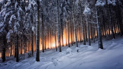 Nature Landscape Mountain Trees Forest Winter Sunrise Germany