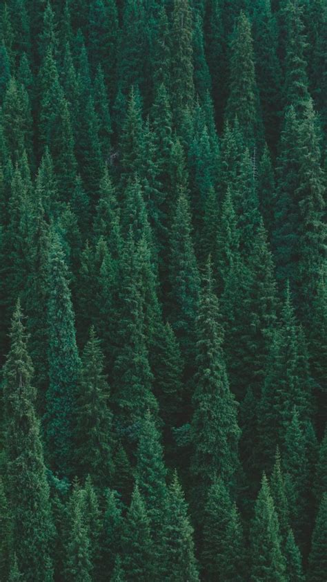 Trees Forest Green Wallpaper 1080x1920