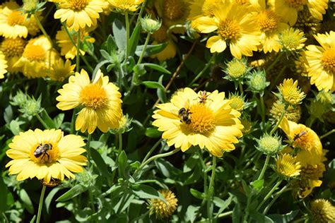 As a top florist in tempe, az, each of our floral arrangements get the time and personalized attention they deserve. 20 Durable Plants for Hot Weather | Proven Winners | Heat ...