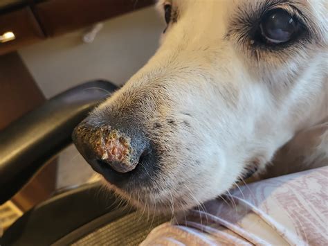 Crusty Nose Golden Retriever Dog Forums