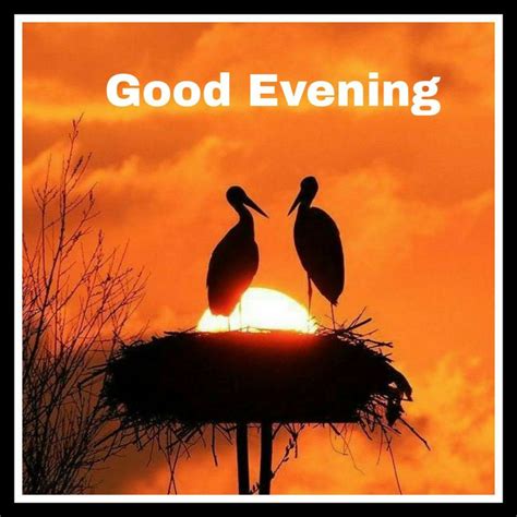 Pin by हरिश्चन्द्र on Good Evening | Good evening greetings, Evening greetings, Good evening
