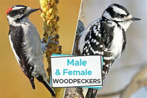 Male Vs Female Woodpeckers A Closer Look At Their Differences Birdwatching Buzz
