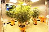 Images of Medical Marijuana Grow Rooms