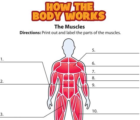 All Muscles In The Body Labelled Muscular System Diagram Learning