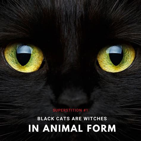 Black Cat Superstition Are They Lucky Or Unlucky Bou