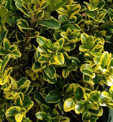 Rick pudwell from memphis botanic garden mentions a few things it might be. Golden Triumph Variegated Boxwood | Natorp's Online Plant ...