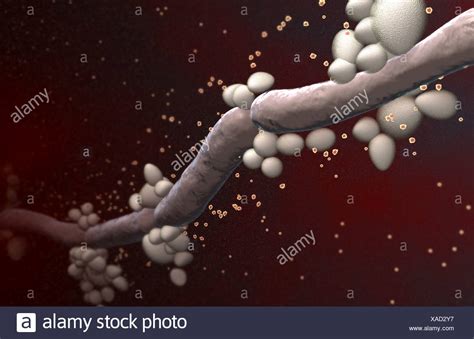 Candida Albicans High Resolution Stock Photography And Images Alamy