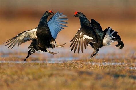 Black Grouse Bird Identification Guide Bird Spot