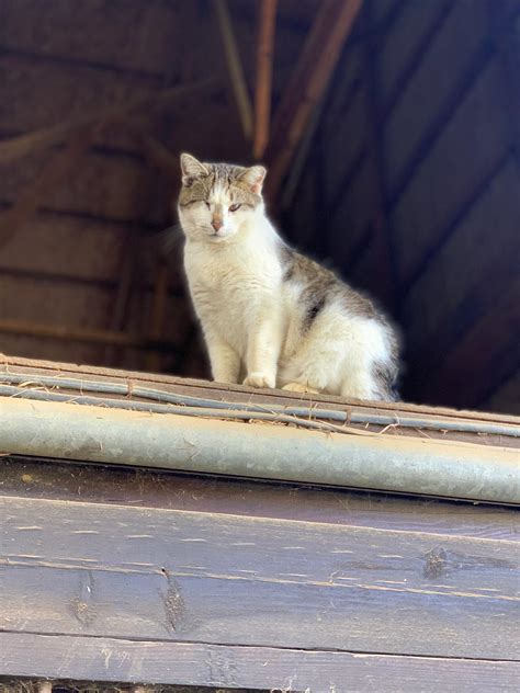 8 Tips On Caring For Barn Cats Horse Nation
