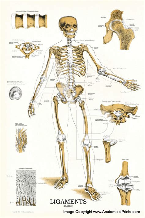 There are 206 bones in human body. Skeleton Joints and Ligaments Poster - Clinical Charts and ...