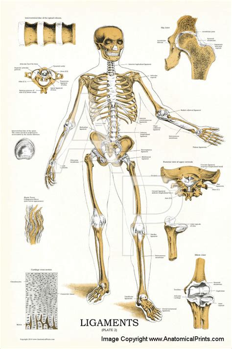 Start learning from the best resource! Skeleton Joints and Ligaments Poster - Clinical Charts and Supplies