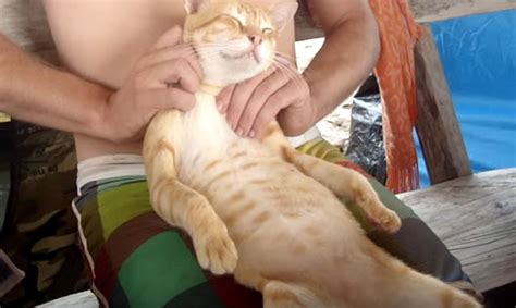 Stress Relieving Cat Therapeutic Massage Works (It worked ...