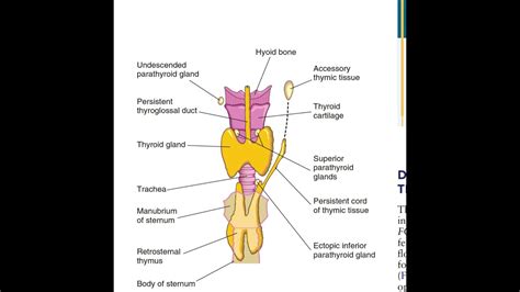 Thyroid Development Embryology Youtube