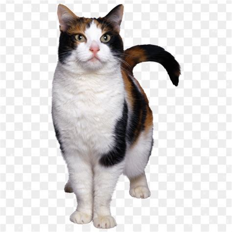 Gato Pintado Png Transparente Sin Fondo