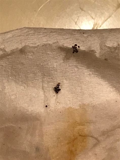 Is This Bed Bug Poop Bedbugs
