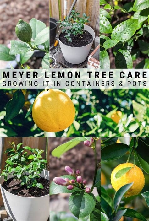 Meyer Lemon Tree Care Growing A Meyer Lemon Tree In A Pot Meyer