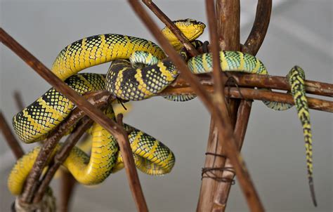 13 Astounding Facts About Temple Pit Vipers Factsmosaic World