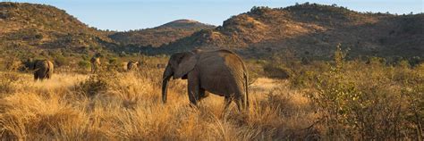 Pilanesberg Day Tour Top Rated South African Tours And Safaris Operator