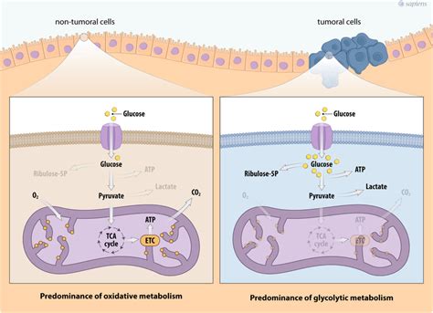 Metabolic Profile Of Cancer Cells Schema Describing The Metabolic
