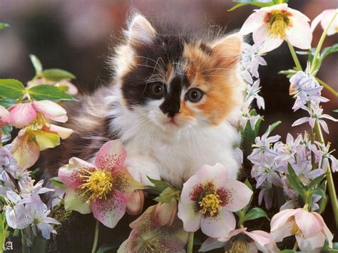 a small kitten sitting on top of flowers next to pink and white flowers with one eye open