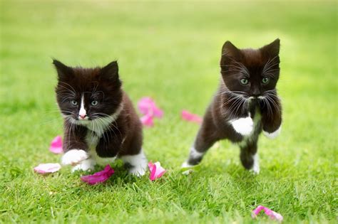 Cat Grass Kittens Jumping Animals Wallpapers Hd Desktop And