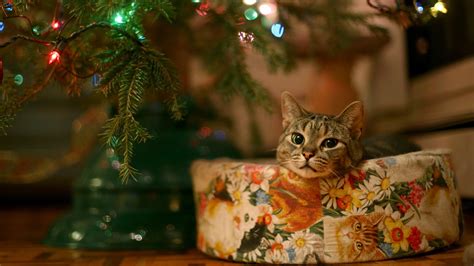 49 Free Christmas Wallpapers With Cats Wallpapersafari