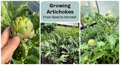Growing Artichokes In A Vegetable Garden A Seed To Harvest Guide
