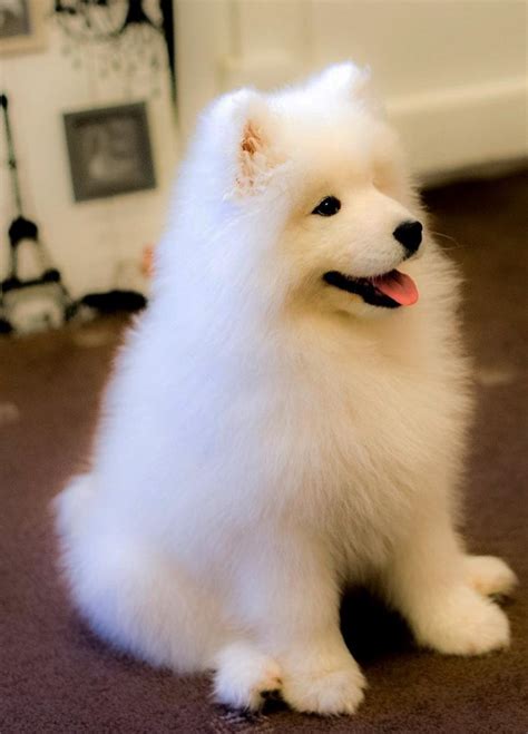 60 Adorable Pictures Of Samoyed Breed Dogs