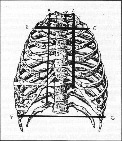 Pin De K Peñas En Anatomía Anatomía