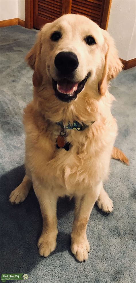 Maybe you would like to learn more about one of these? Stud Dog - 1 year old Golden Retriever stud - Breed Your Dog