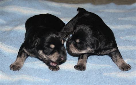 Teeth are a reliable measure of age whether your pup is a rescue or not. Miniature Schnauzers etc.: Update on New Born puppies.
