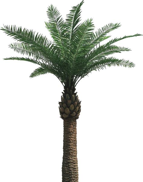 Palm Tree Png Background Image Png Arts