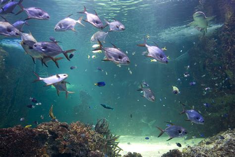 Die reisen sind die bewegung von menschen zwischen entfernten geografischen orten in wales. Sydney Aquarium - SEA LIFE Sydney Aquarium ...