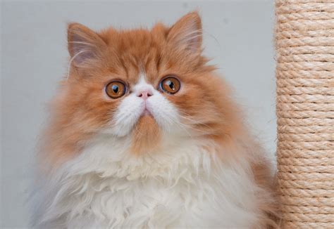 The list includes established breeds recognized by various cat registries, new and experimental breeds. modern-persian-cat.jpg | TheCatSite