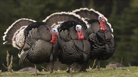 4k Bird Wallpaper Turky Turkey Hunting Bird Hunting Wild Turkey