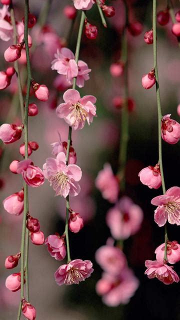 Flowers Phone Wallpapers - WallpaperSafari