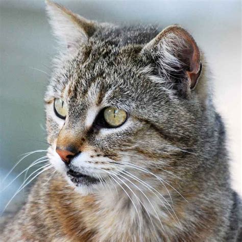 On the boys list, liam finally pushed out jackson after six consecutive years as the most popular name. Top 10 Most Popular Cat Names In 2019, Only Love And ...