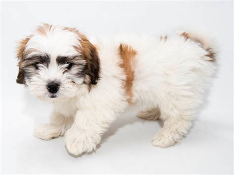 The shih tzu is an alert, lively, little dog. Shih Tzu/Bichon-DOG-Male-Brindle / White-1957844-My Next Puppy