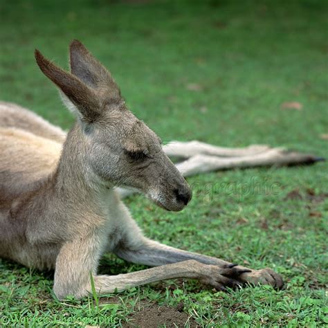 Eastern Grey Kangaroo On Haunches Photo Wp01676