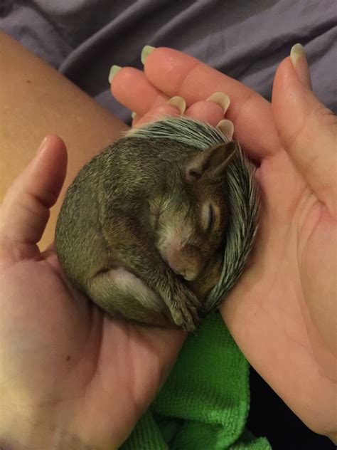 Secret Squirrel Wildlife Rehabilitation | Gainesville FL