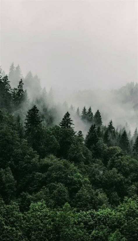 Aesthetic Forest Wallpaper 2780x2780 Wallpaper Forest Trees Fog