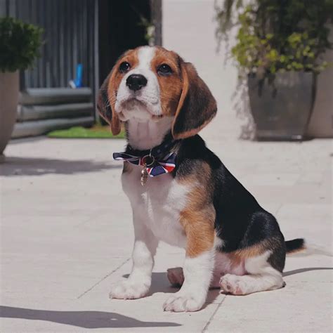 How To Identify A Purebred Beagle Answer Is Here Petibble
