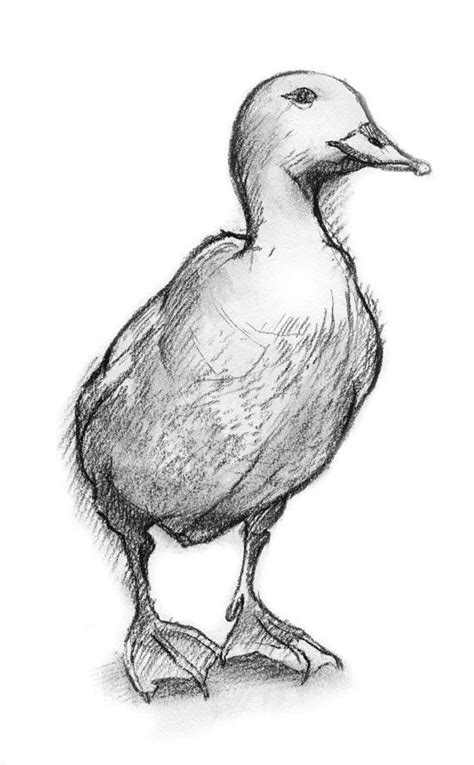 Image Result For Sketches Of Waterfowl Duck Drawing Charcoal Drawing
