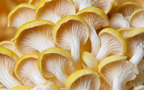 Types Of Oyster Mushrooms Top Types You Need To Know Freshcap Mushrooms